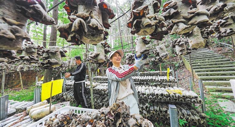 量发展产业调研】林下生金不朽情缘正规网站【高质(图3)